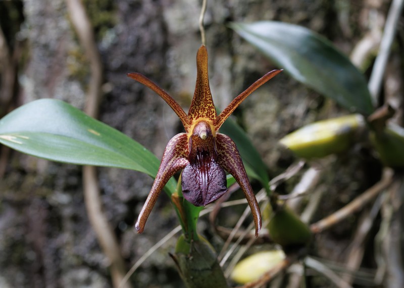 Dendrobium amplum photo 7