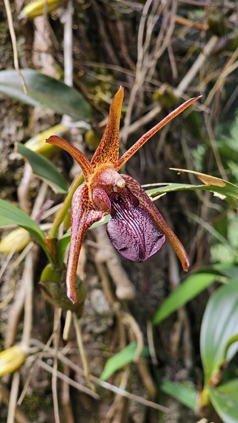 Dendrobium amplum photo 8