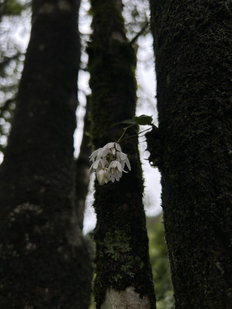 Dendrobium anamalayanum photo 2