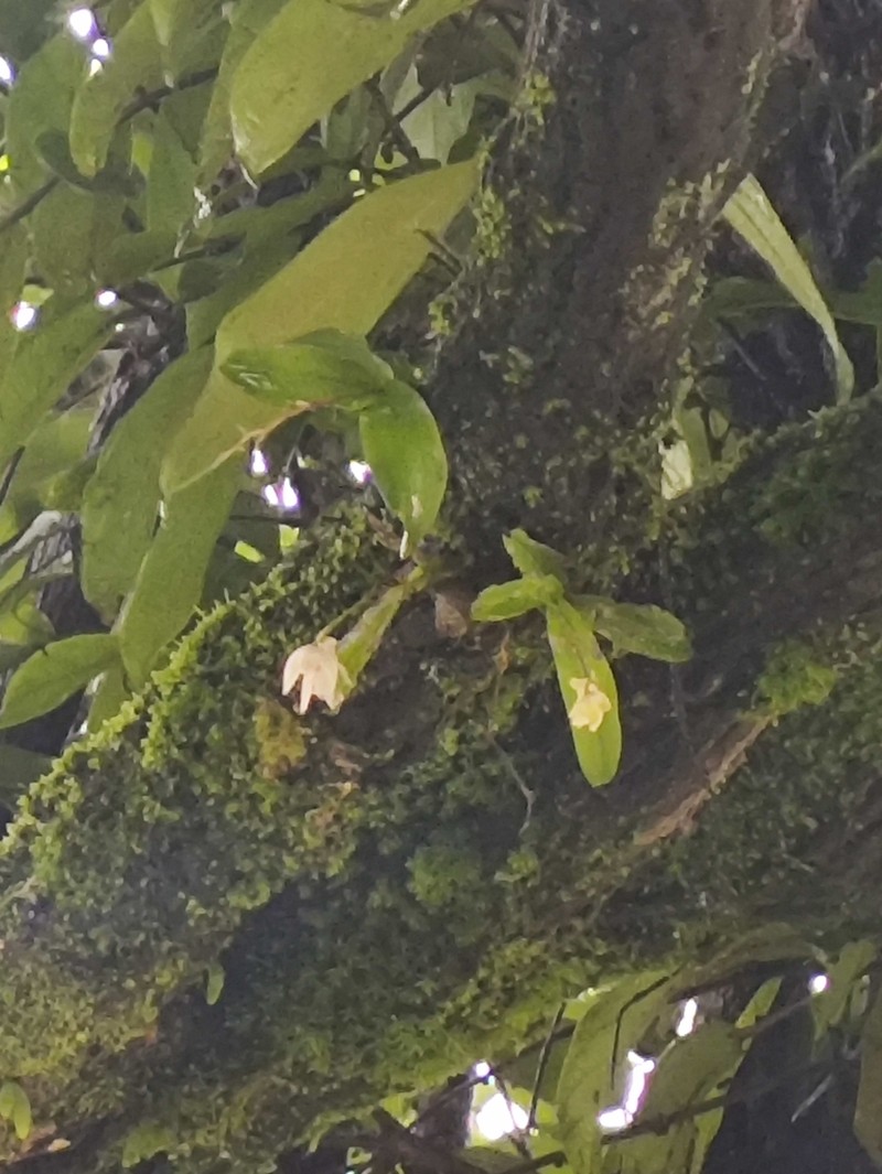 Dendrobium anamalayanum photo 3