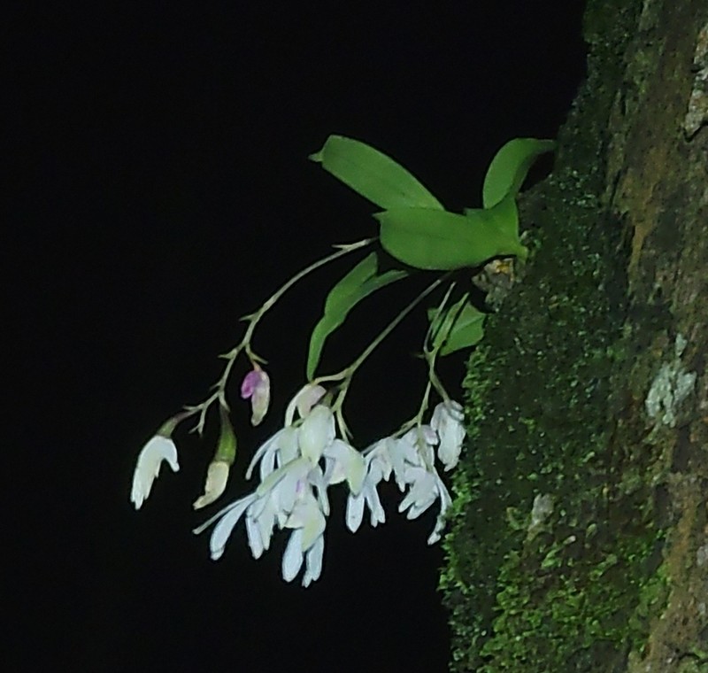 Dendrobium anamalayanum photo 4