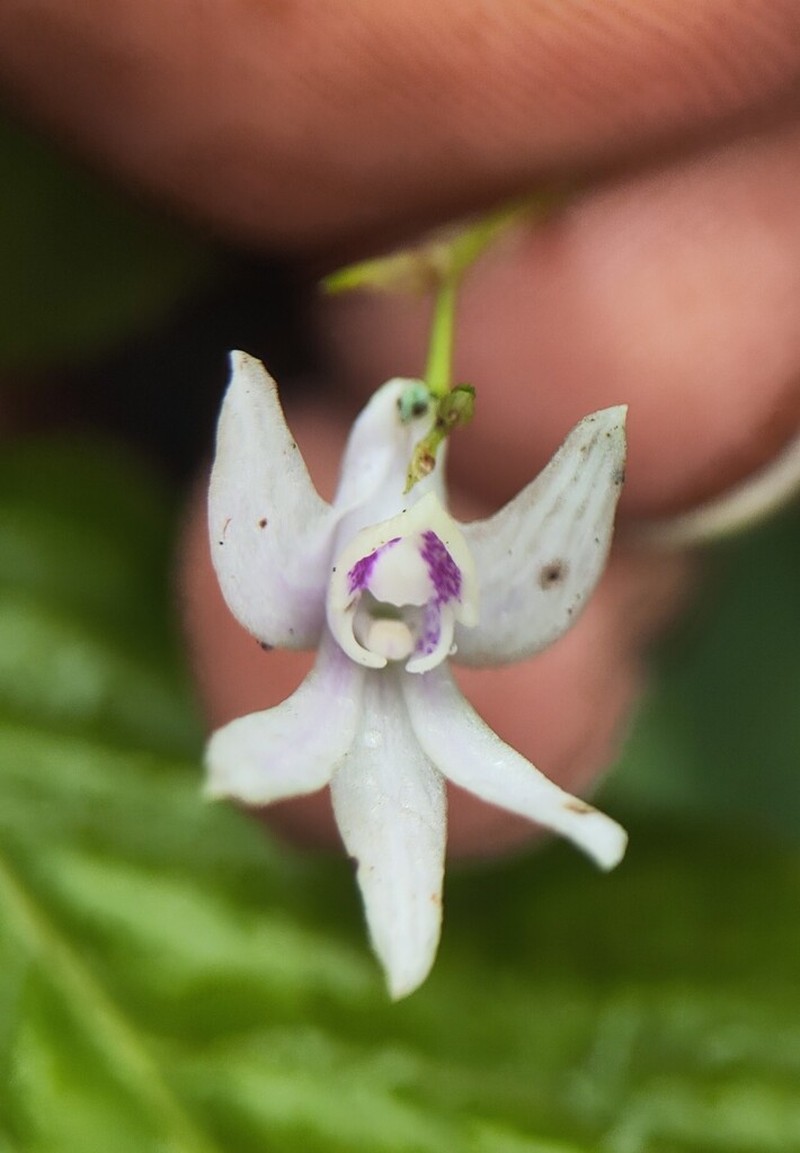 Dendrobium anamalayanum photo 5