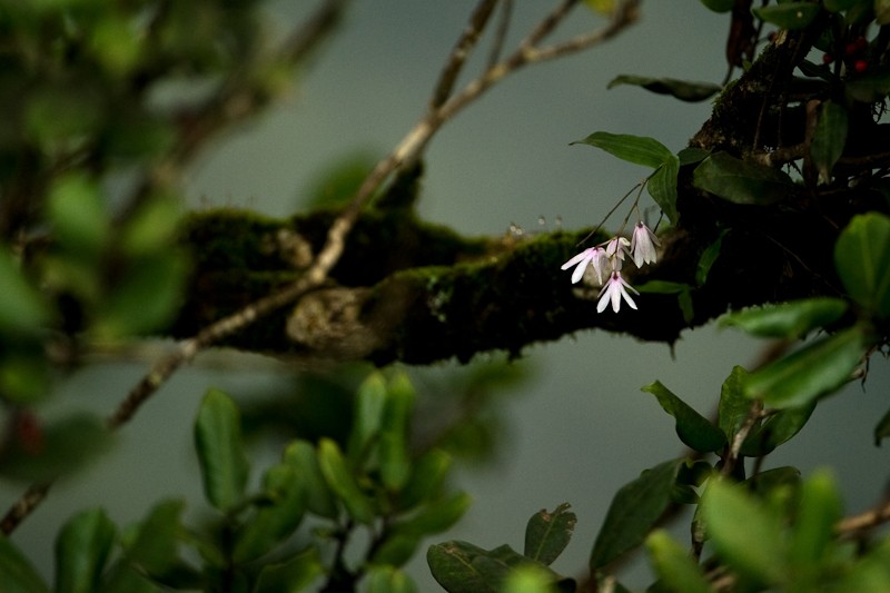 Dendrobium anamalayanum photo 6