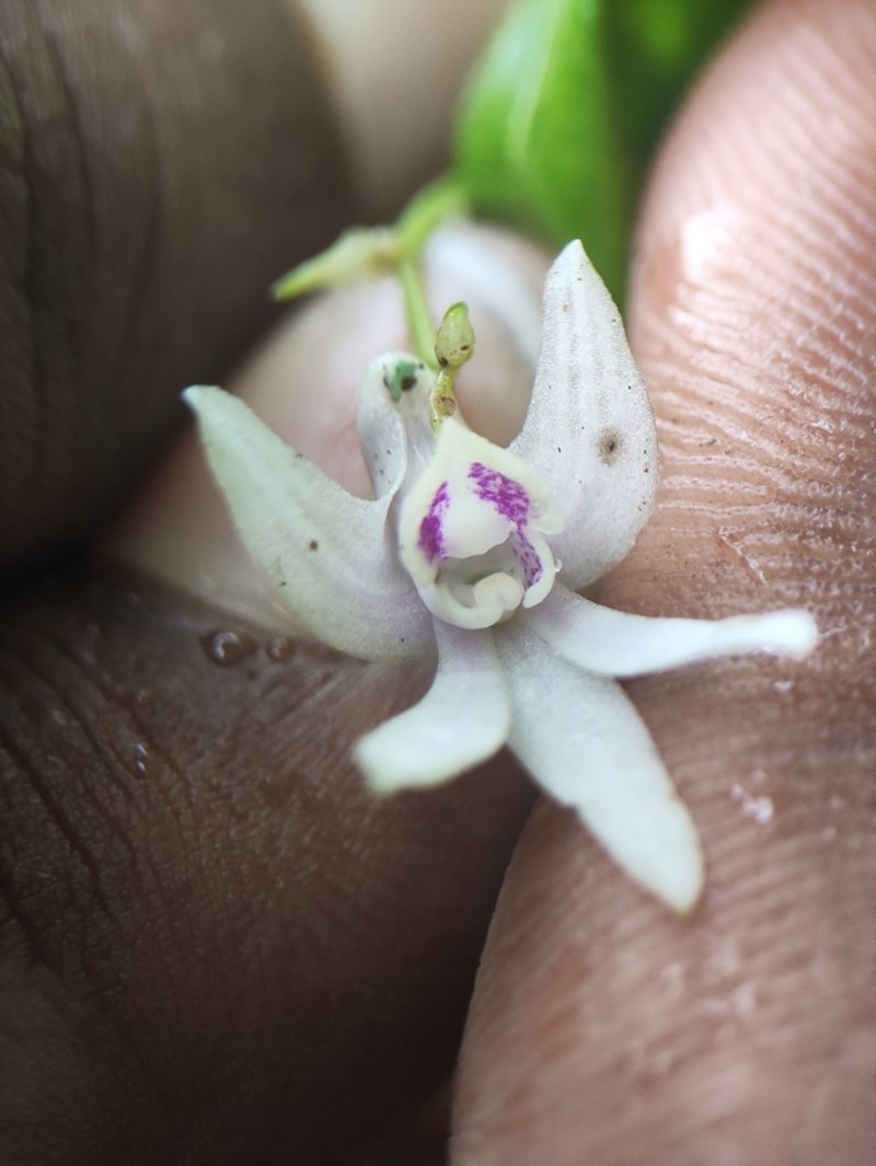 Dendrobium anamalayanum photo 7