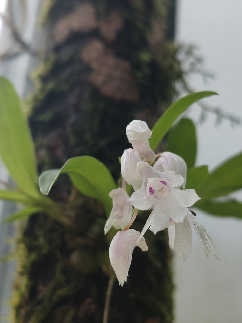 Dendrobium anamalayanum photo 8