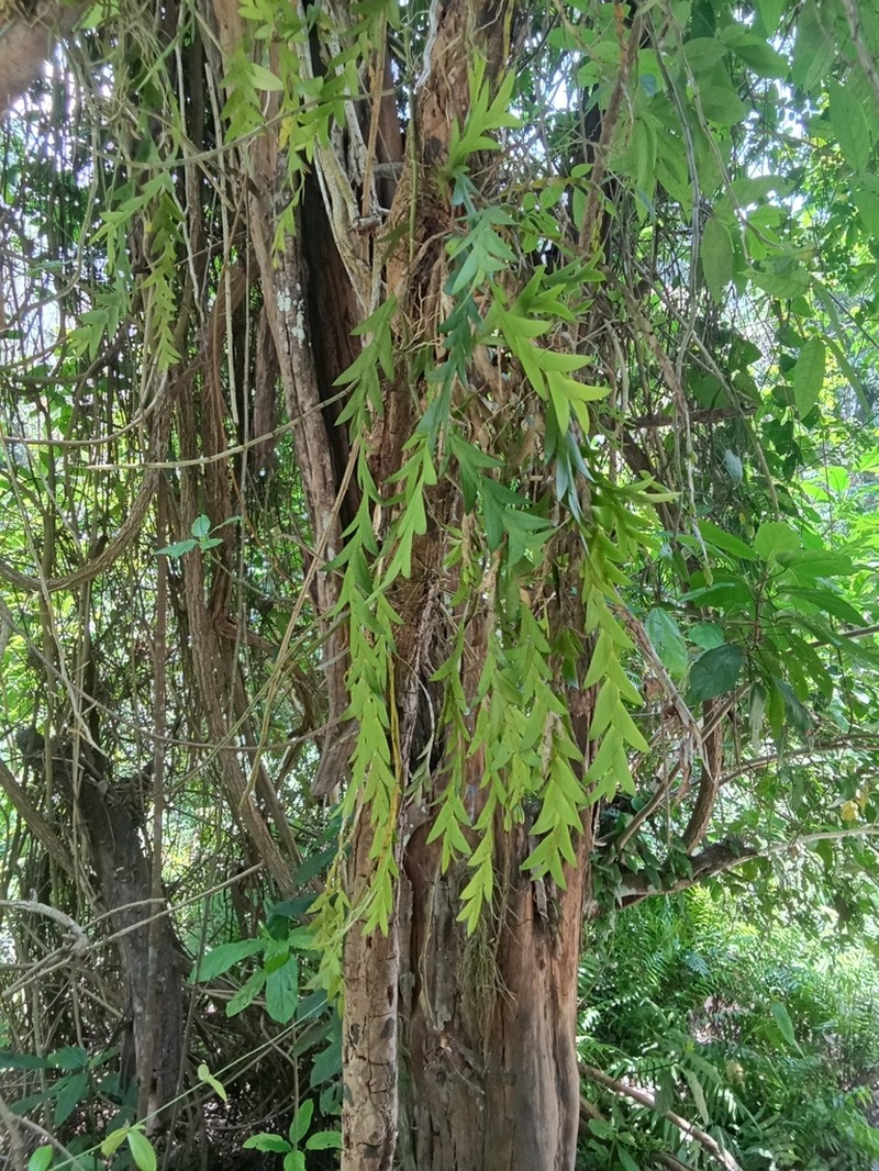 Dendrobium anceps photo 2