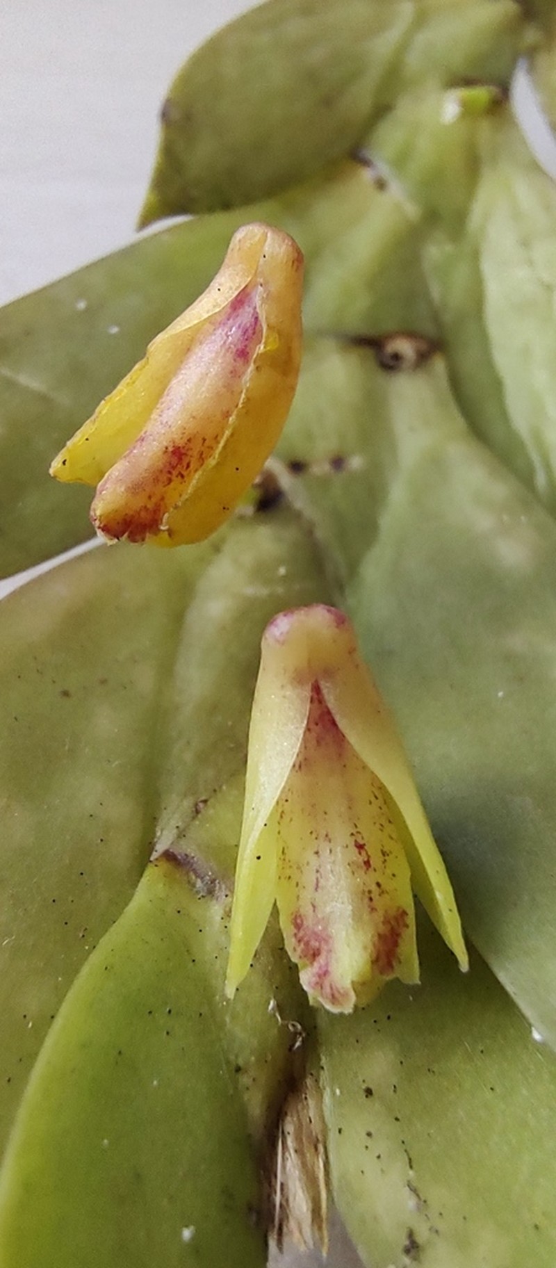 Dendrobium anceps photo 4