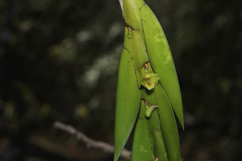 Dendrobium anceps photo 5