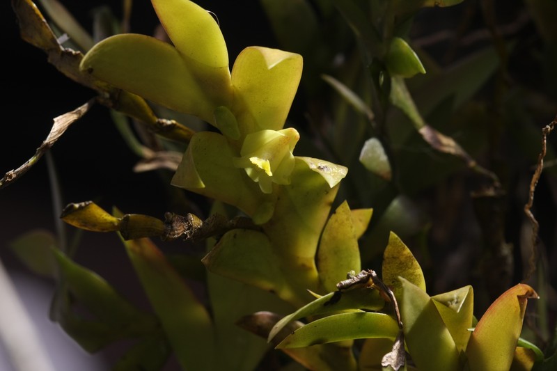 Dendrobium anceps photo 7