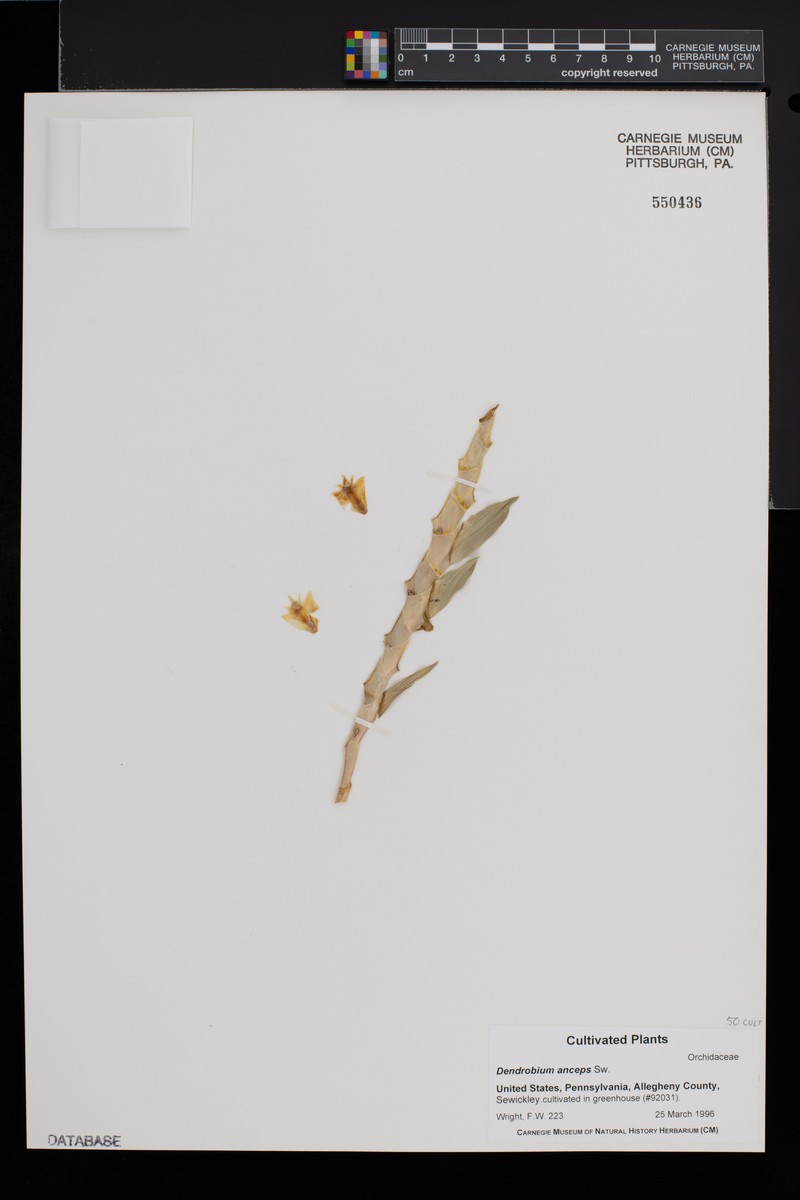 Dendrobium anceps photo 8