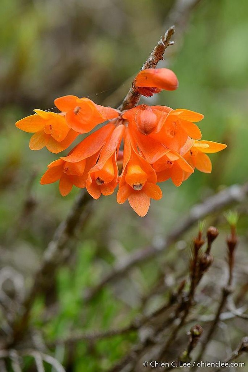 Dendrobium angiense