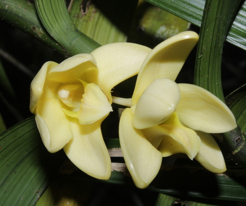 Dendrobium angraecifolium
