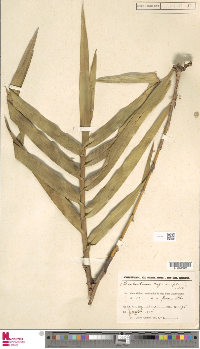 Dendrobium angraecifolium photo 2