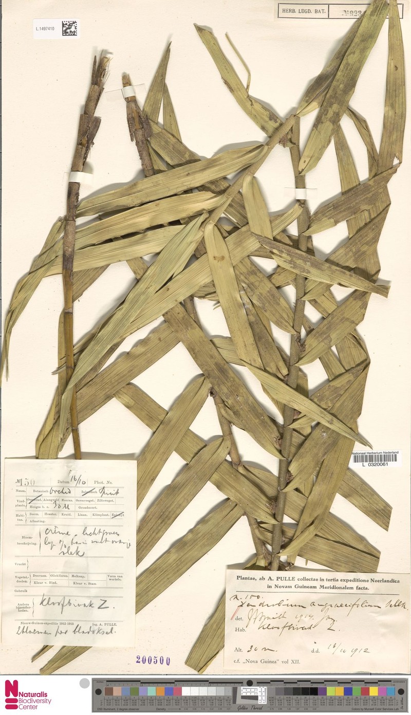 Dendrobium angraecifolium photo 3