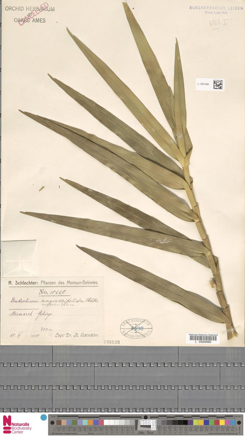 Dendrobium angraecifolium photo 4