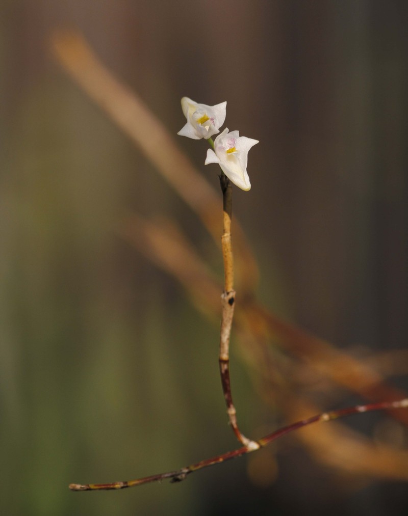Dendrobium angulatum