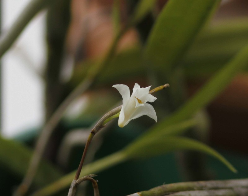 Dendrobium angulatum photo 3