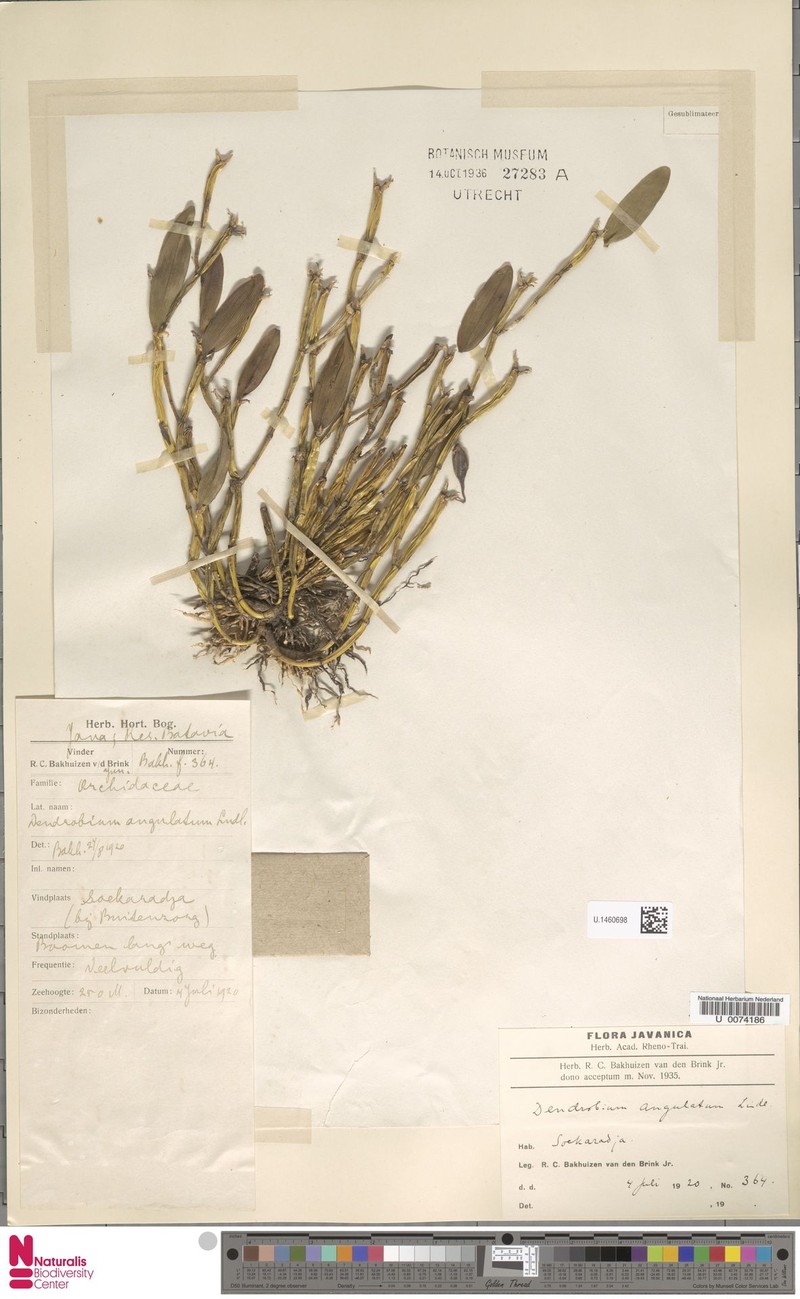 Dendrobium angulatum photo 4