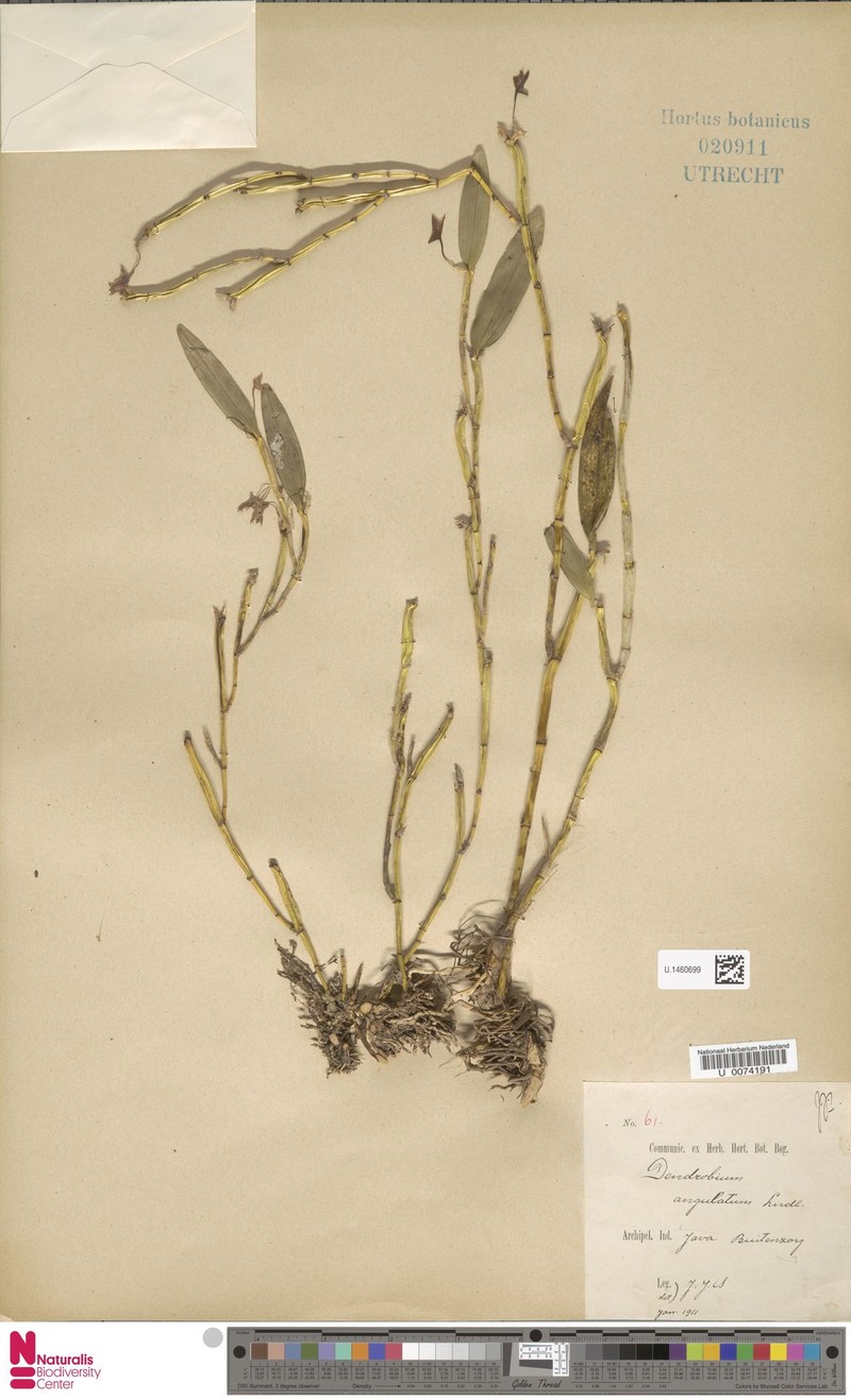 Dendrobium angulatum photo 5