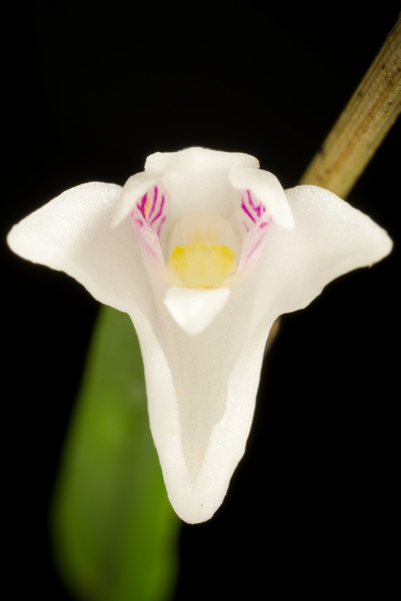 Dendrobium angulatum photo 6