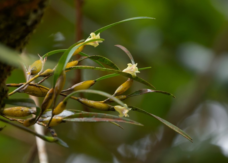 Dendrobium angustifolium