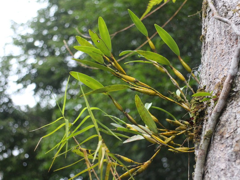 Dendrobium angustifolium photo 2