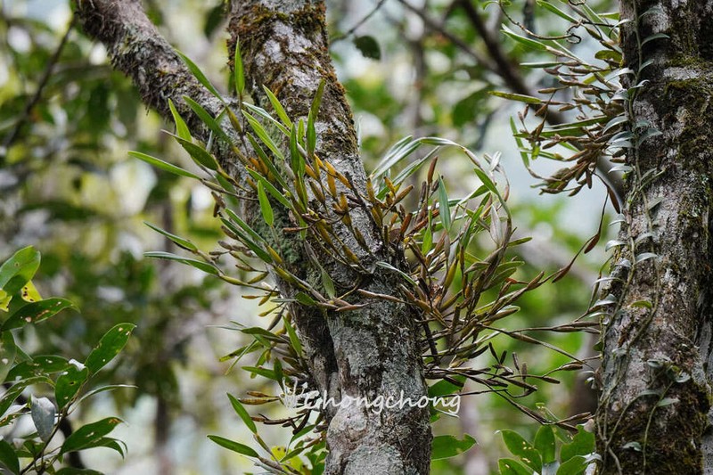 Dendrobium angustifolium photo 3