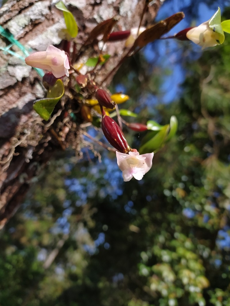 Dendrobium angustifolium photo 4