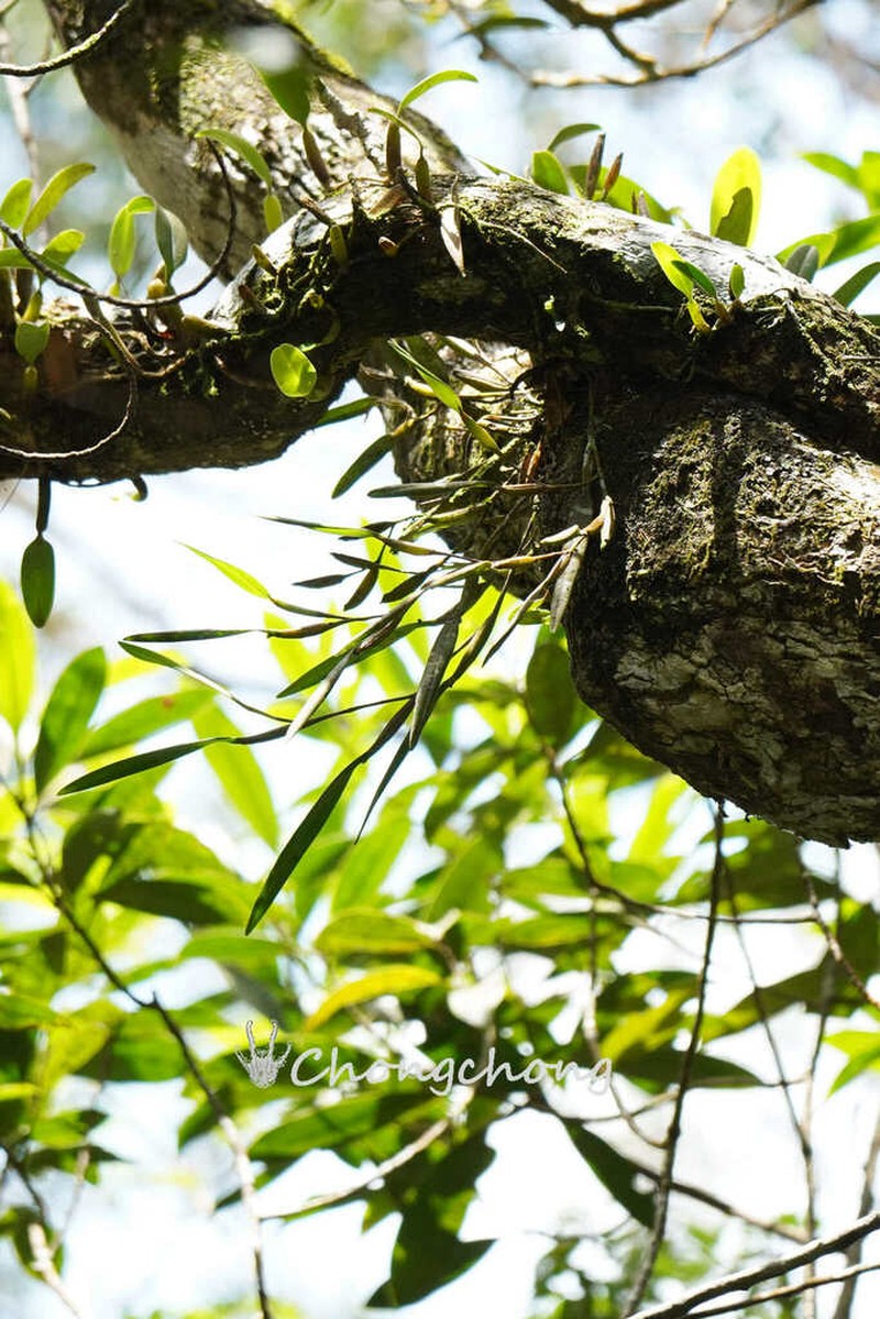 Dendrobium angustifolium photo 5