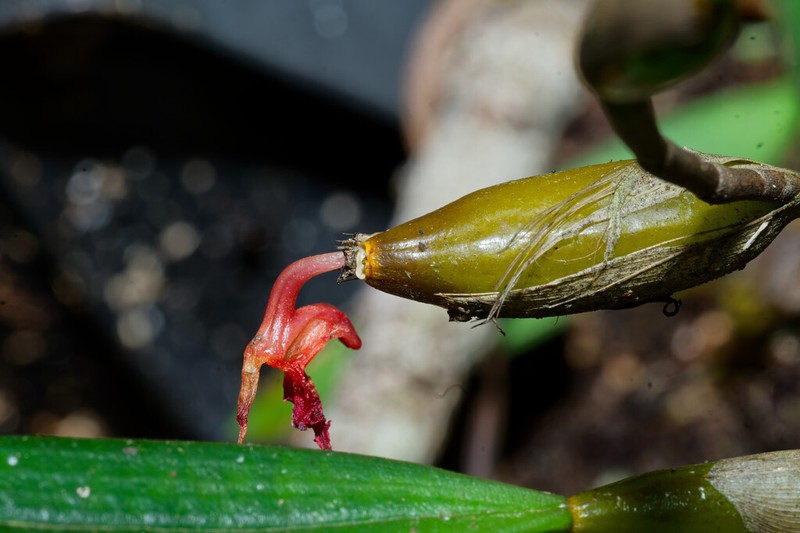 Dendrobium angustifolium photo 7