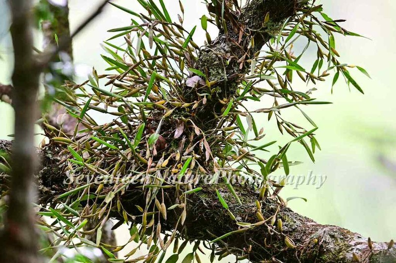Dendrobium angustifolium photo 8