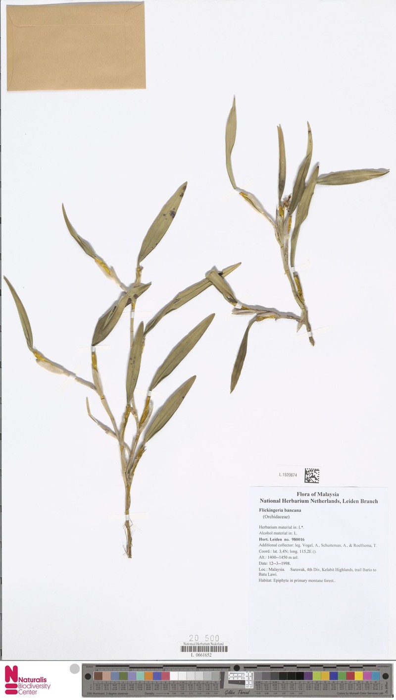 Dendrobium angustifolium subsp. angustifolium