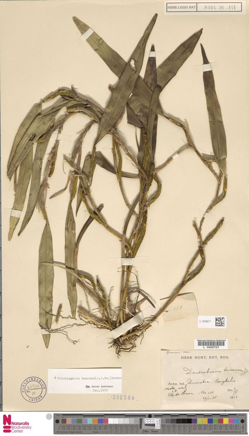 Dendrobium angustifolium subsp. angustifolium photo 2