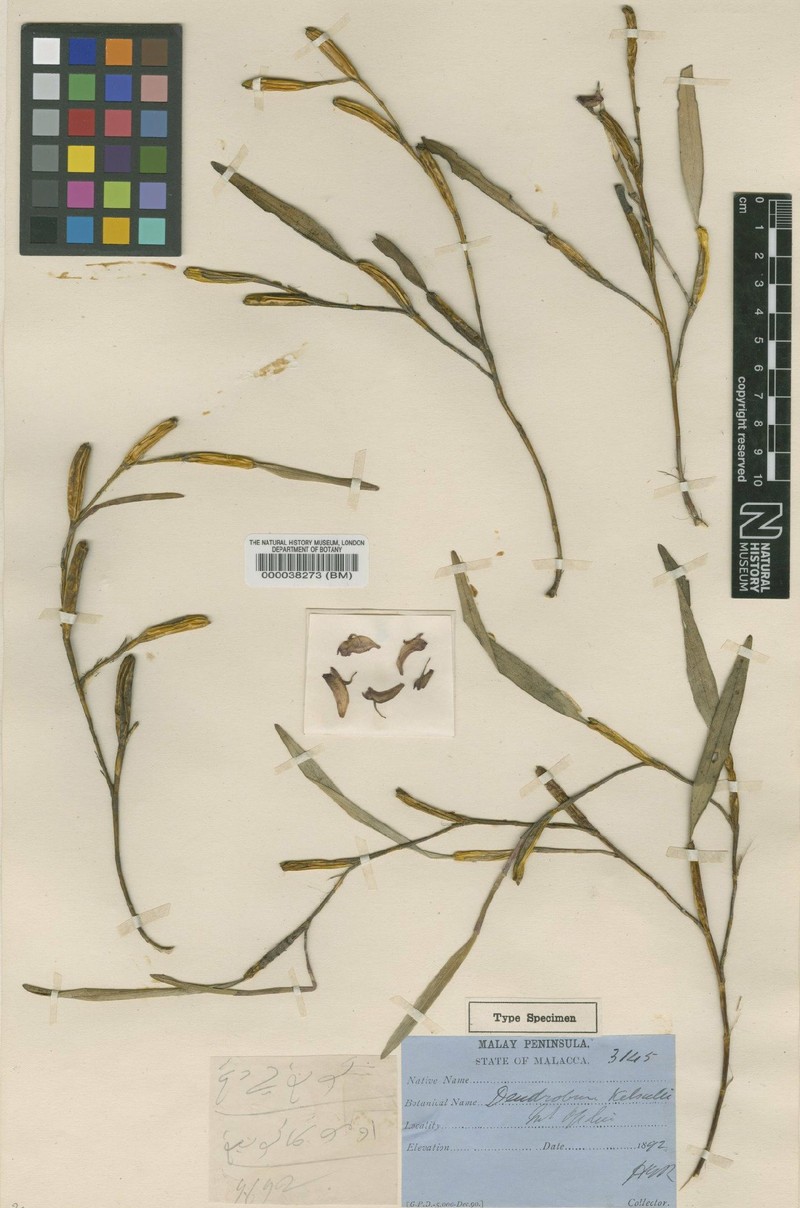 Dendrobium angustifolium subsp. angustifolium photo 3