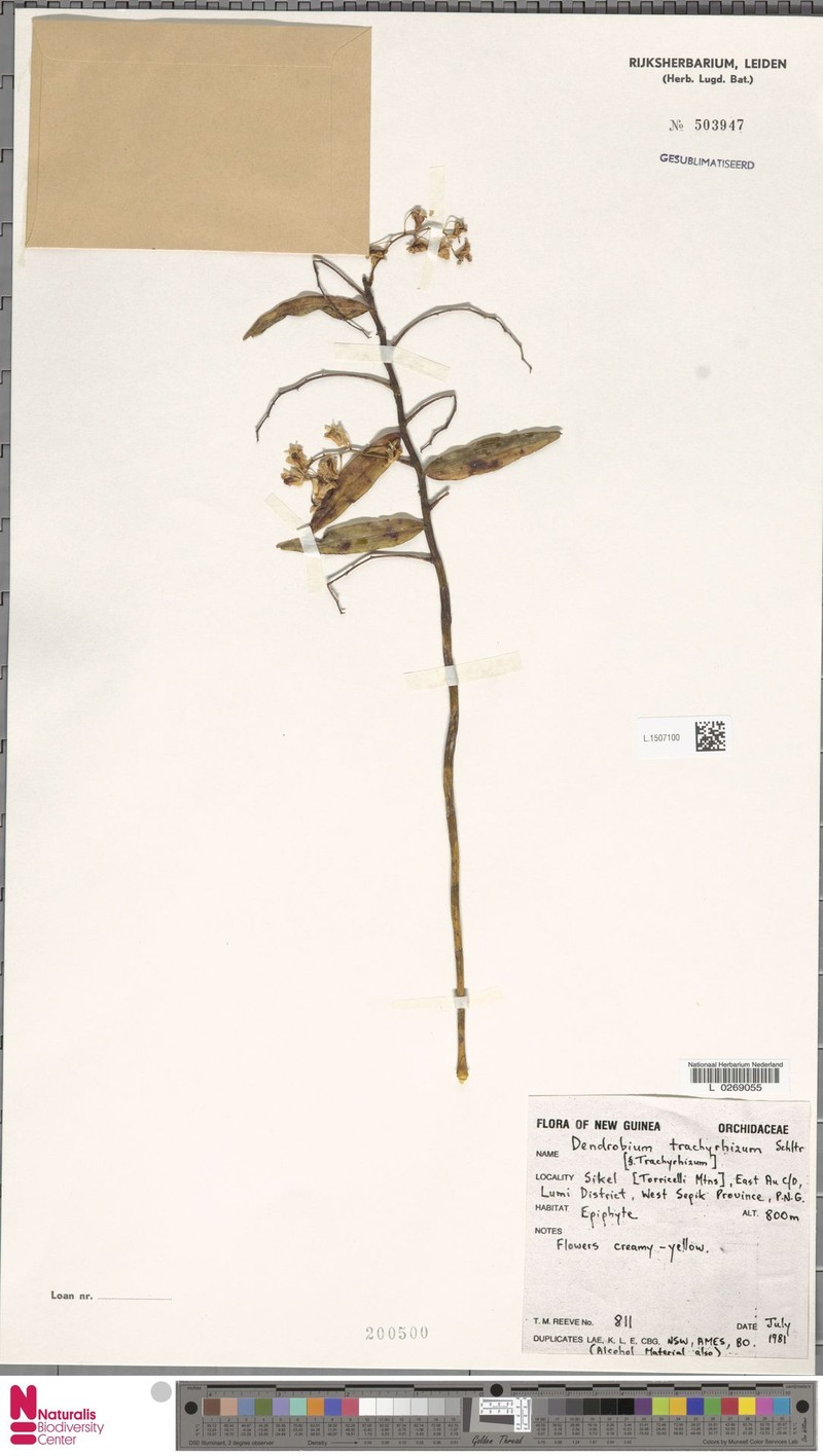 Dendrobium angustipetalum photo 2