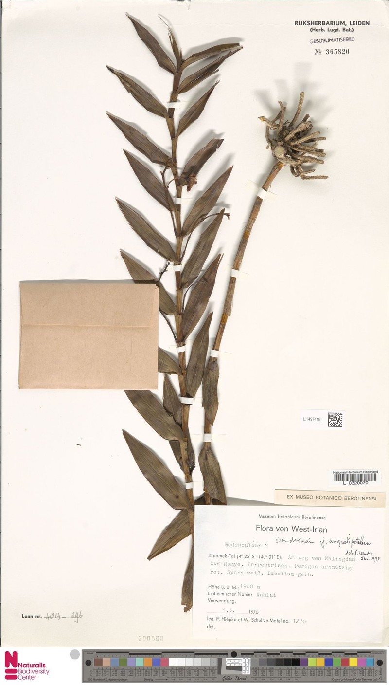 Dendrobium angustipetalum photo 3
