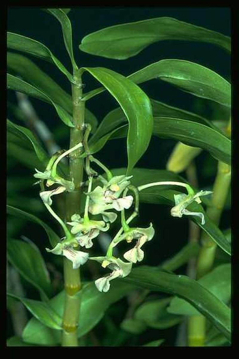 Dendrobium angustipetalum photo 4