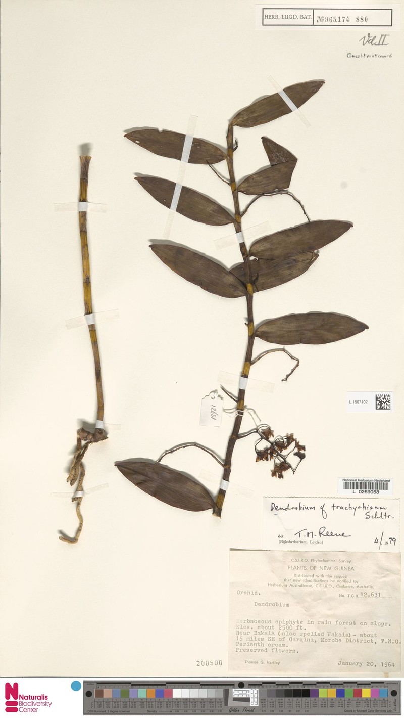 Dendrobium angustipetalum photo 5