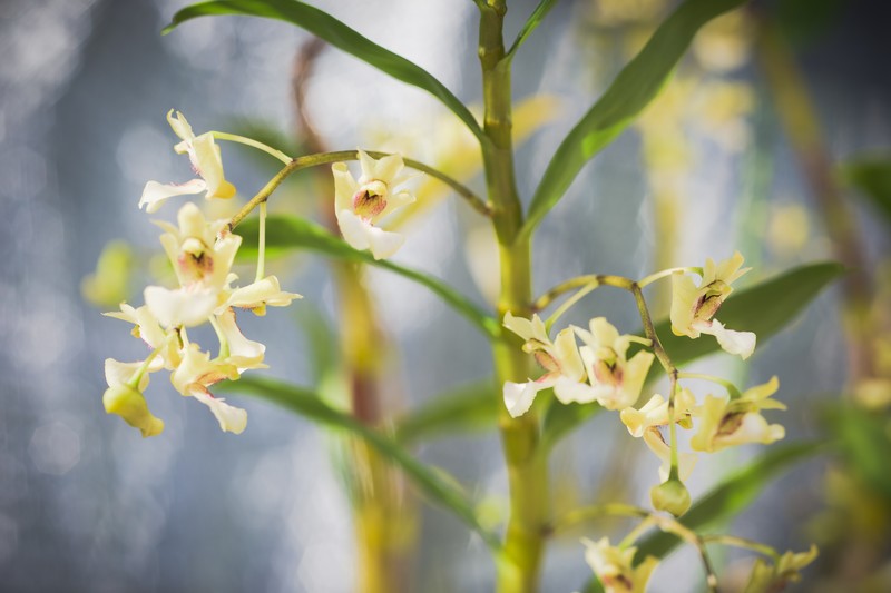 Dendrobium angustipetalum