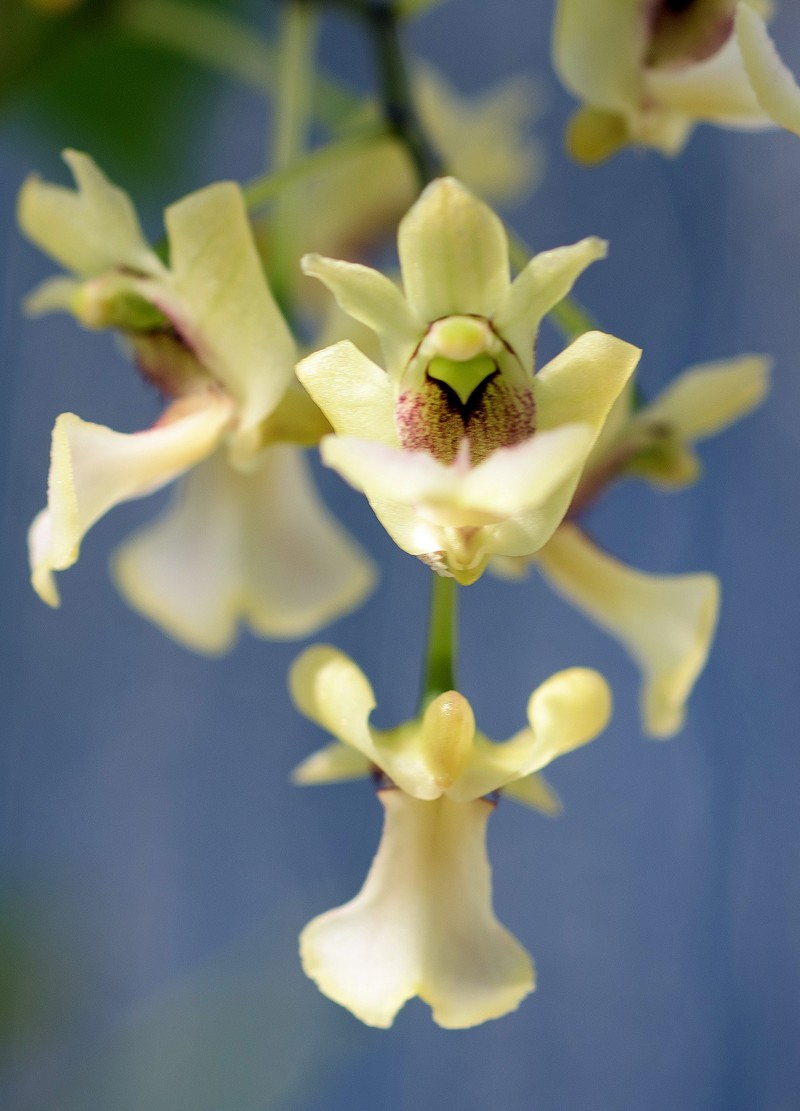 Dendrobium angustipetalum photo 6