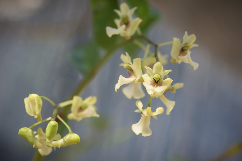 Dendrobium angustipetalum photo 7