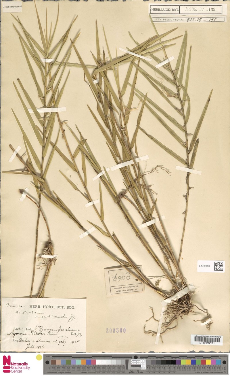 Dendrobium angustispathum