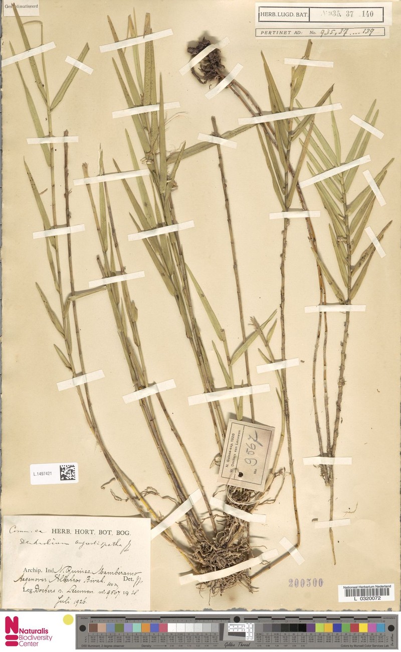 Dendrobium angustispathum photo 2