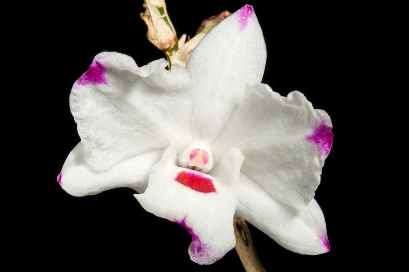 Dendrobium annae