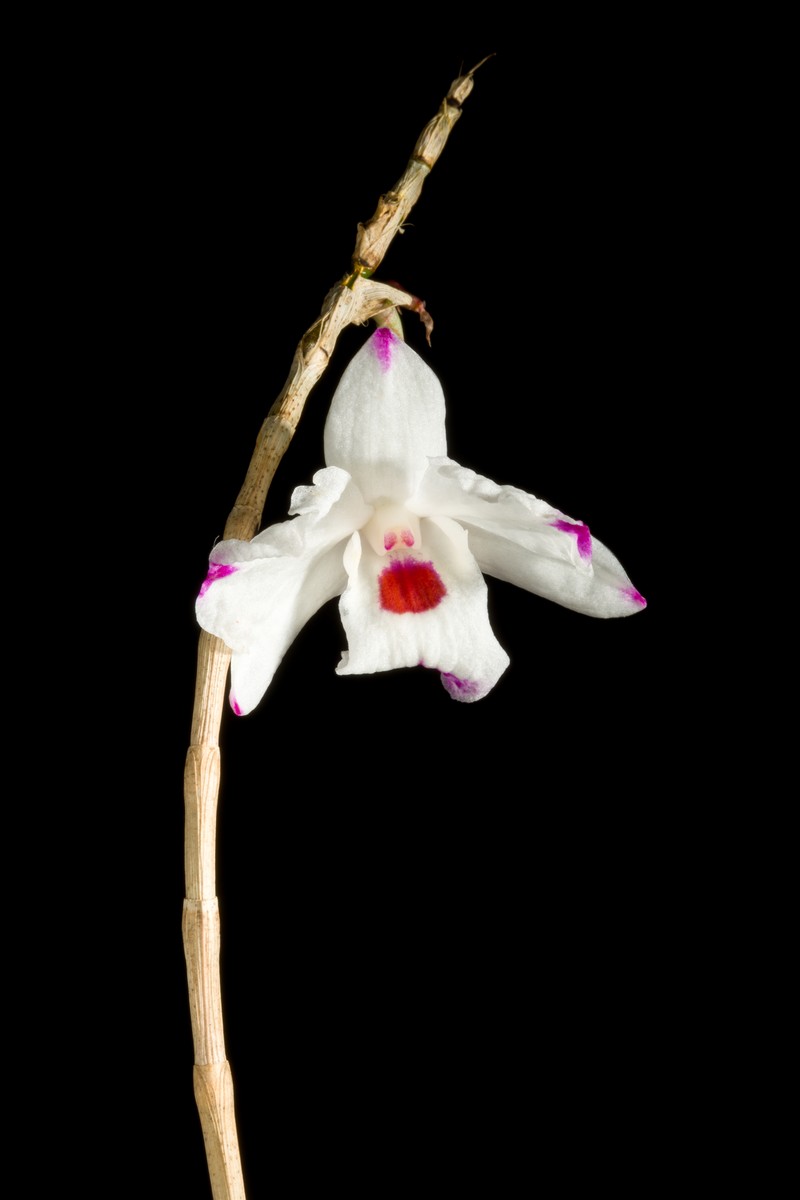 Dendrobium annae photo 3