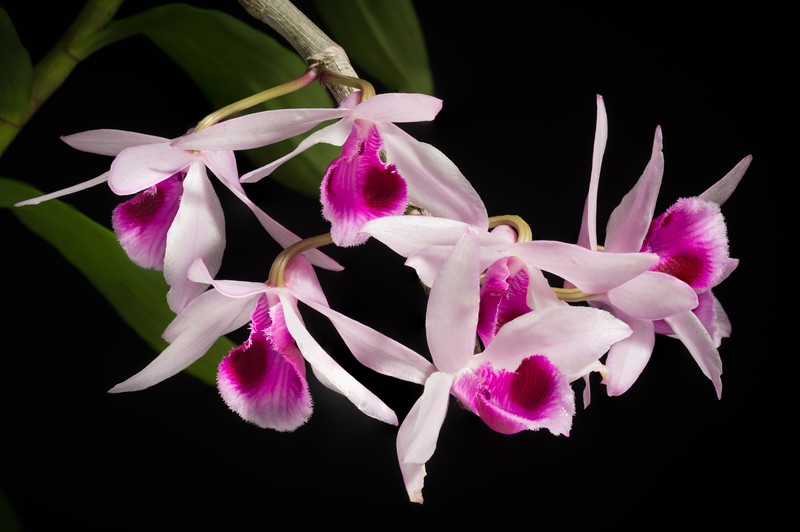 Dendrobium anosmum