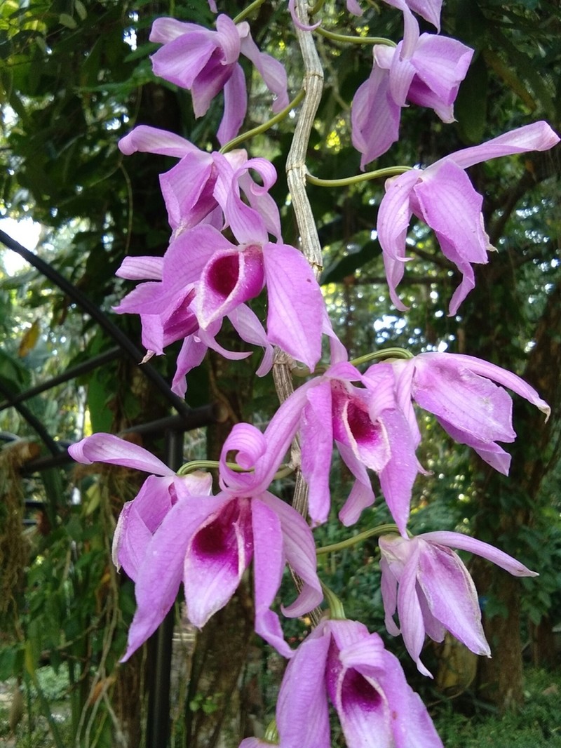 Dendrobium anosmum photo 2