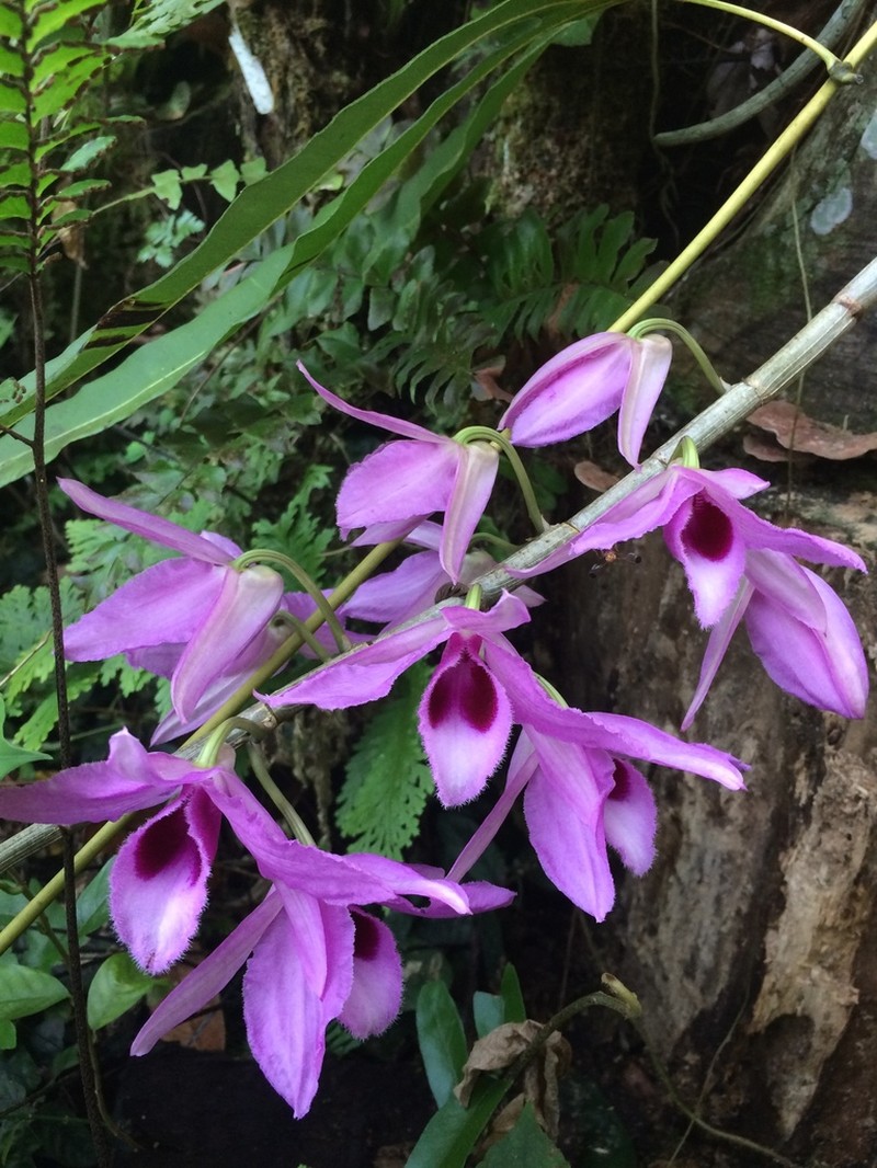 Dendrobium anosmum photo 3