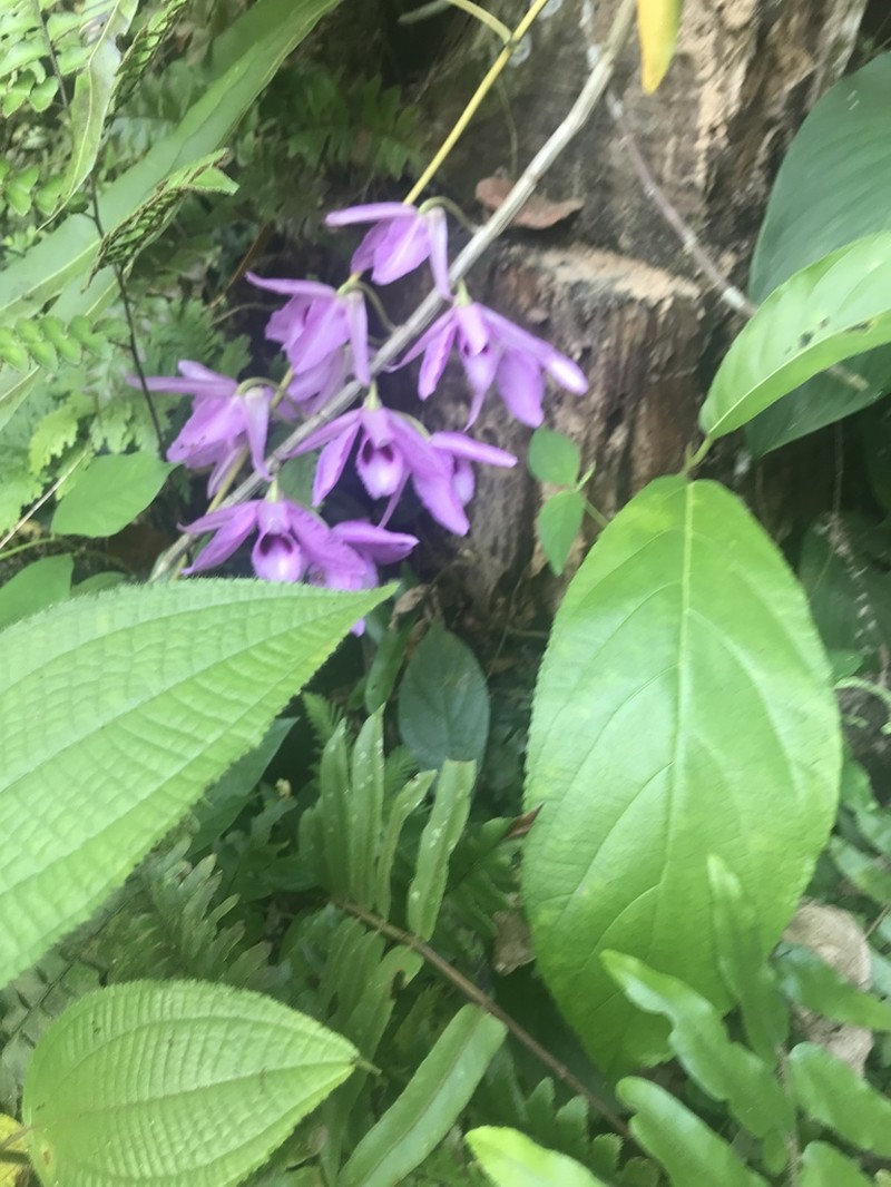 Dendrobium anosmum photo 4