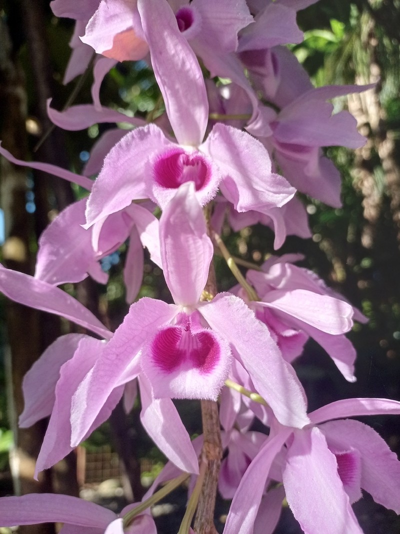 Dendrobium anosmum photo 5
